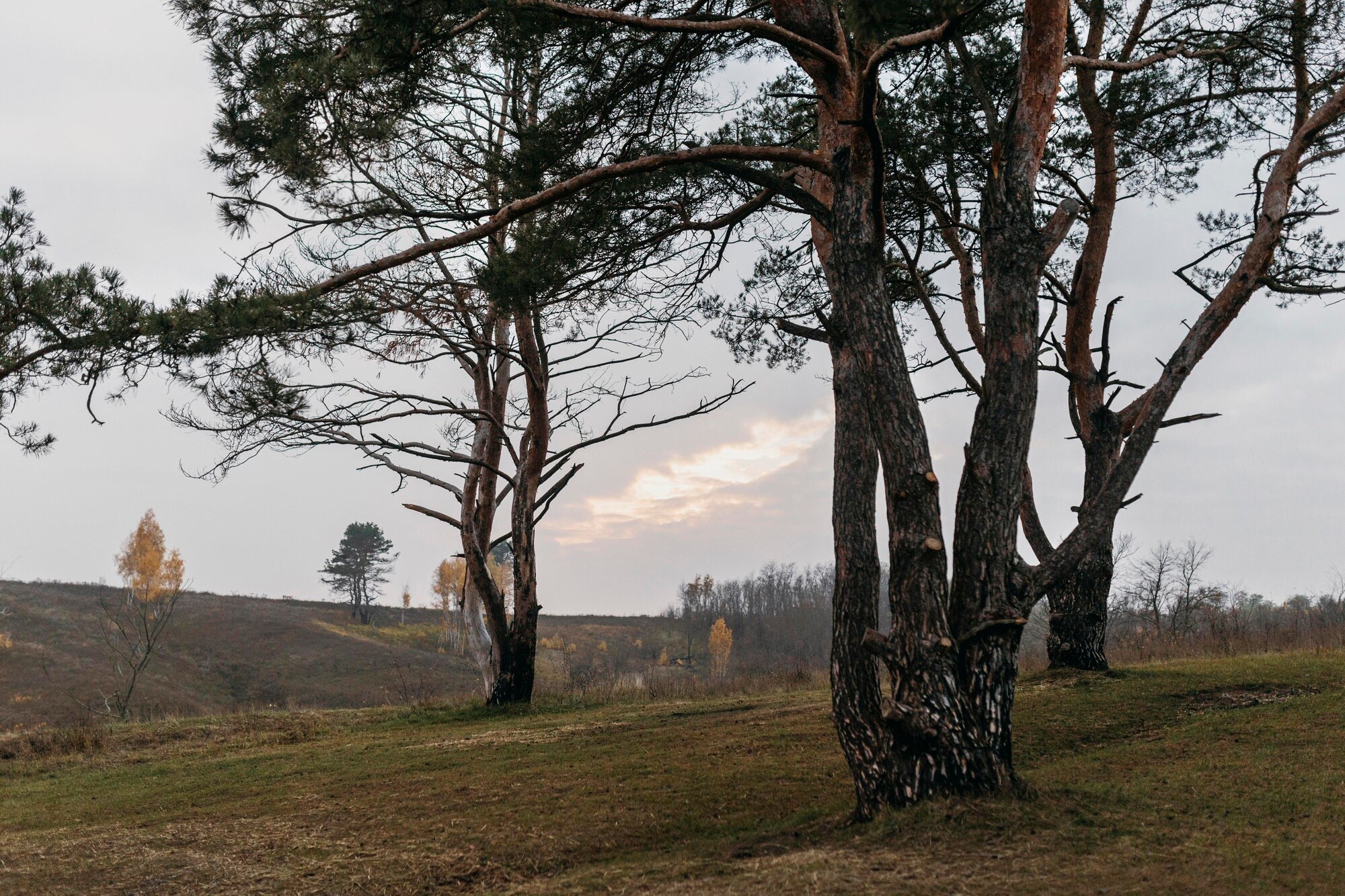 Bosque sereno